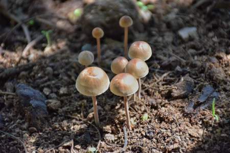 Mushroom grow up beside Adenium.の写真素材