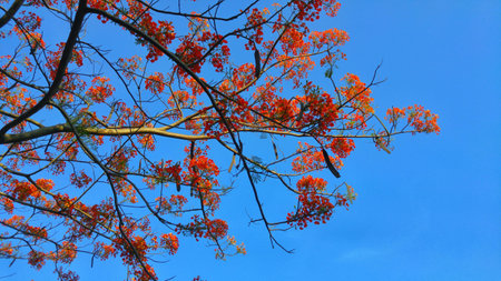 Peacock Flower and the sky.の写真素材