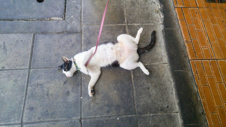 A nap cat on the floor.の写真素材