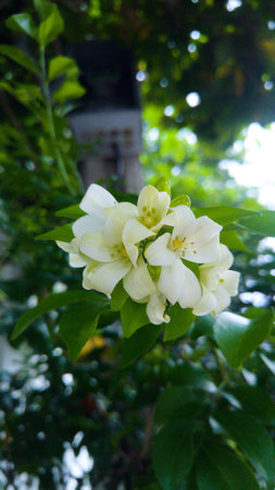 Orange Jessamine the white flowers.