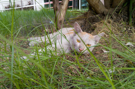 Nap time for a cat.の写真素材