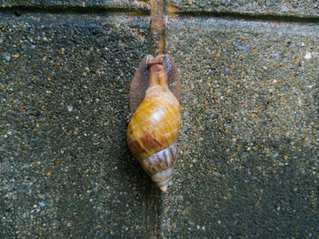 Big snail on the footpath.