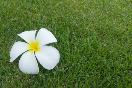 Plumeria flower and Othalanga dry on the grass.の写真素材