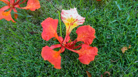 Peacock Flower fall on the grass.の写真素材