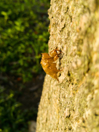Cicada moulting.