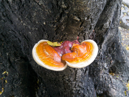 Mushroom growth from tree.の写真素材