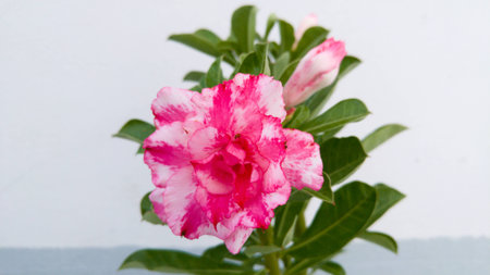 Mix pink impala Lily.の写真素材