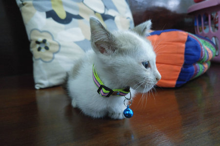 My little cat.の写真素材