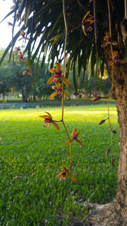 Cymbidium aloifoliumÂ at the park,Bangkok Thailand.の写真素材
