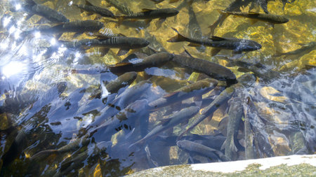 Antimony fish in the water fall. Chanthaburi Thailand.の写真素材