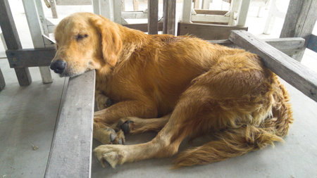 A nursing mother dog sleeping under the table. Chanthaburi Thailand.の写真素材