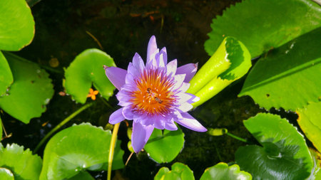 A purple lotus and Apis florea. Bangkok Thailand.の写真素材