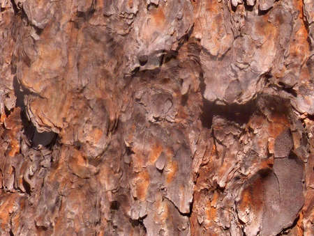 Seamless tree bark background tileのイラスト素材