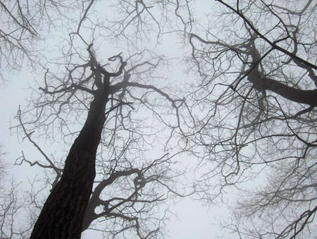 Trees loom skyward in the fogの写真素材
