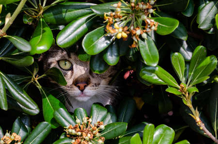 Photograph of a beautiful cat hiding behind a bush observingの写真素材