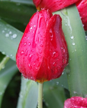 tulip after a rainの写真素材