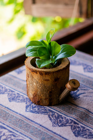 Flower in the pot on the tableの写真素材