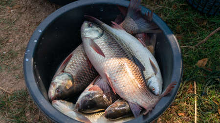 Fresh fish panels in the marketの写真素材