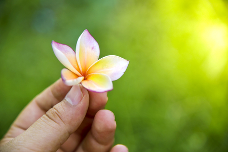 Beautiful frangipani flowers Blossoming in the hand holding in the lush green gardenの写真素材