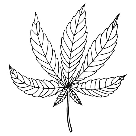 Sketch of marijuana isolated on white background. Vector illustration of a sheet of hemp.のイラスト素材