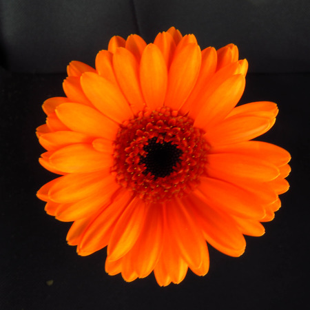 Orange Autumn Flowerの写真素材