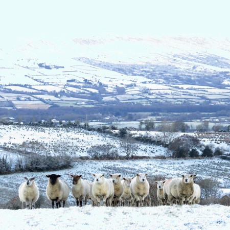 Sheep in The Sperrin Mountainsの写真素材