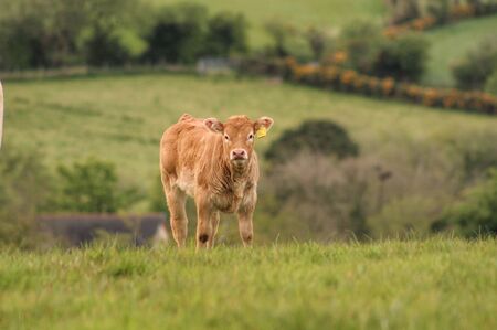 Calfの写真素材