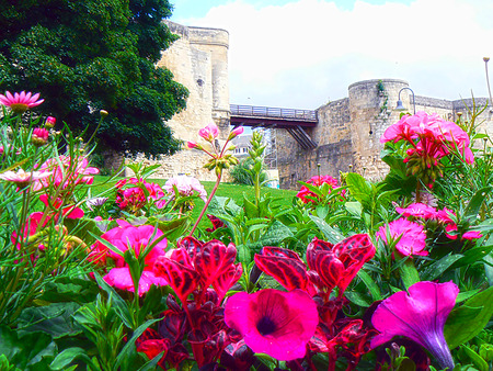 Flowers near fortress wallsの写真素材