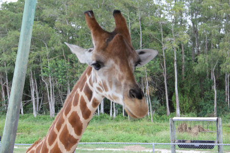 Giraffの写真素材