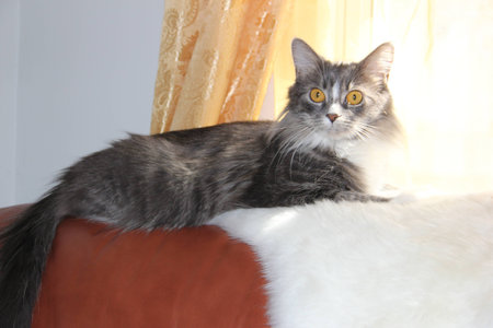 Catの写真素材