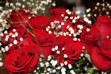 Rosesの写真素材