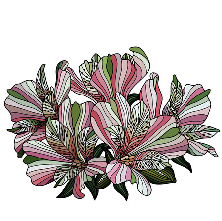 Pink alstroemeria flowers drawingのイラスト素材