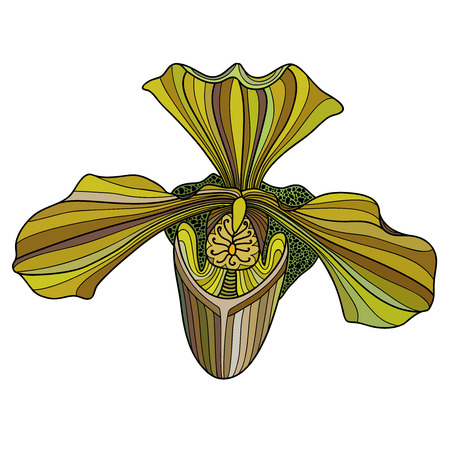 Exotic orchid painted in yellow-green colors. のイラスト素材