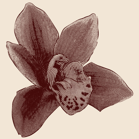 Orchid engraving on beige backgroundのイラスト素材