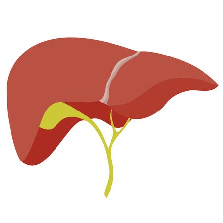 Anatomic liver illustration on white backgroundのイラスト素材