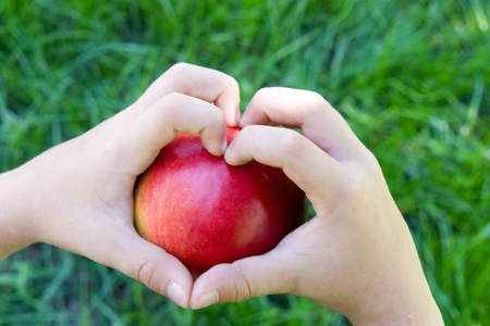 Childs hands with big freshly harvested apple. Organic, bio russian seasonal fruit. Top view. Heart.の写真素材
