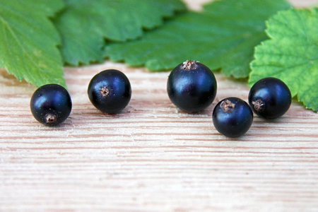 Freshly picked blackcurrant with leaves on wooden background. Front view.の写真素材