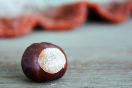 Ripe chestnut on old wooden background close up with copy space. Elegant autumn concept. Bright....