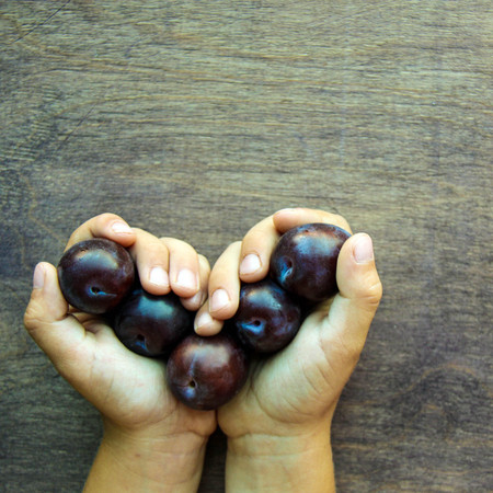 Fresh violet plums in child hands like heart on wooden rustic background. Russian homemade fruit. Front view. Copy spaceの写真素材