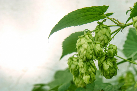 Green blooming liana of natural fresh hop plant with flowers. Summer and autumn time. Front view....