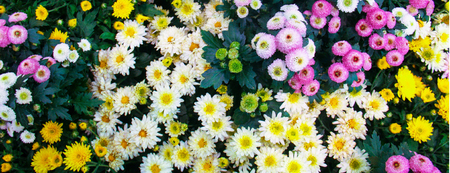 Yellow pink and white Chrysanthemums called mums or chrysanths, are flowering plants of the genus...