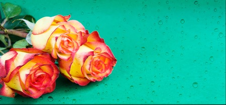 Creative fresh beautiful orange and yellow roses lying on green paper background with with water drops. Copy space for text. Front view, close up. Greeting card concept.の写真素材
