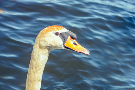 Swans live in a picturesque lake Alstersee in the central historical district Roterbaum of Hamburg, Germany. People fed them.の写真素材
