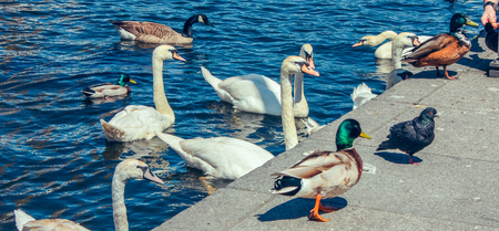 Large amounts of ducks and swans live in a picturesque lake Alstersee in the central historical district Roterbaum of Hamburg, Germany. People fed them.の写真素材