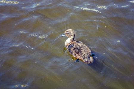 Ducks live in a picturesque lake Alstersee in the central historical district Roterbaum of Hamburg, Germany. People fed them.の写真素材