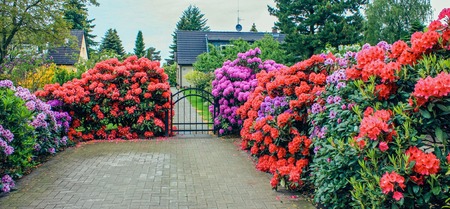 District of Altona, Hamburg, Germany in june 2010. Courtyard of a private house with a flowered front garden in a residential area with trees and blue skyのeditorial素材