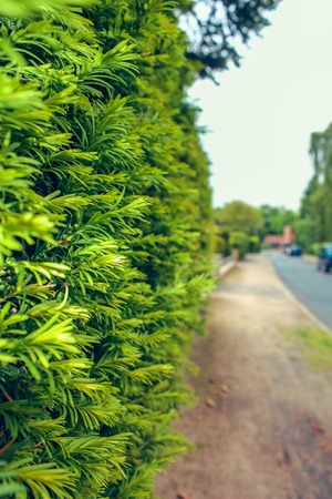 District of Altona, Hamburg, Germany in june 2010. Hedge with green leaves close up near the highway in a residential areaの写真素材