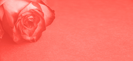 Creative fresh beautiful pink rose lying on paper background with copy space for text. Duotone. Front view, close up. Greeting card concept. Web bannerの写真素材