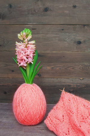 Magnificent blooming hyacinth in a ball of wool yarn color living coral in the shape of an egg and knitting cardigan process on wooden needles.Front view, close up,copy space.Rustic, handmade conceptの写真素材