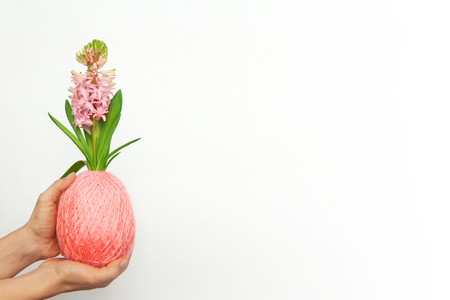 Magnificent blooming hyacinth in a ball of wool yarn color living coral in the shape of easter egg in the hands of a young woman. Front view, close up. White background Copy space for text.の写真素材